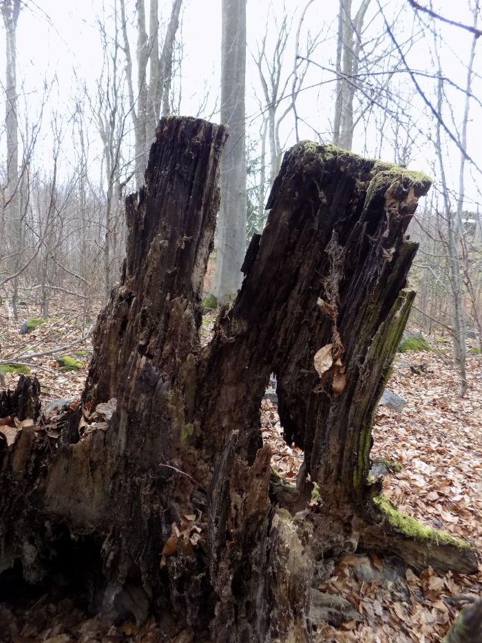 18_2__Naproti_Junglovce (3)